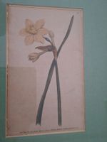 Antiker botanischer Stich - Narcissus odorus 1789