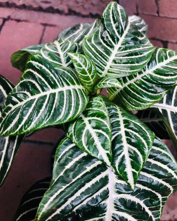 Seltene Zierpflanze 2030 cm Aphelandra Kaufen auf Ricardo