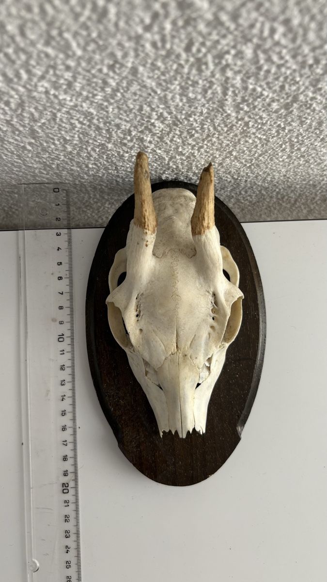 Il mondo degli animali: Rehbock-Schädel mit Geweih auf Holzschild – Usato da Schaffhausen venduto da Alinas-Kinderwelt 1