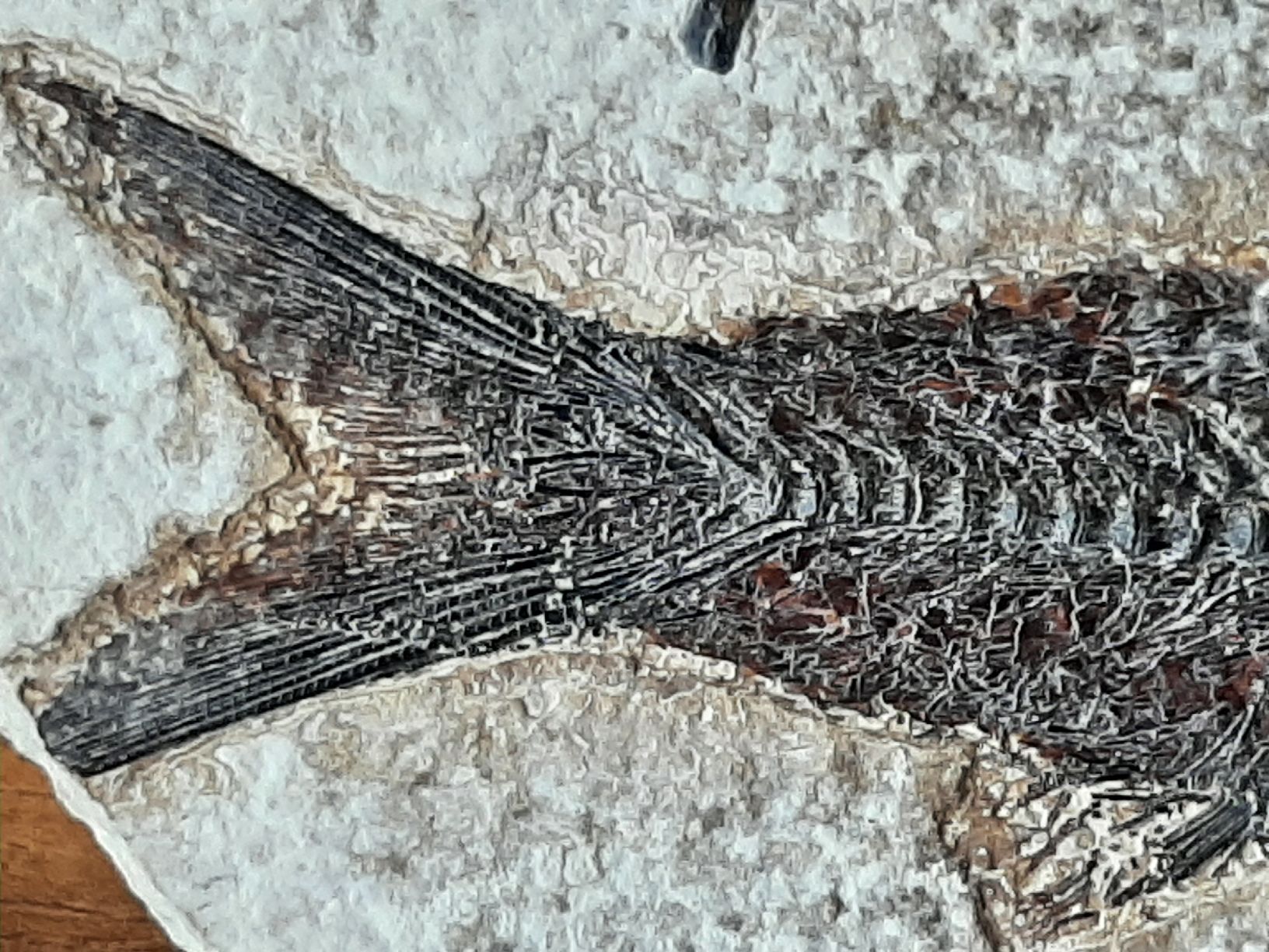 Fossiles: fossiler Fisch USA – D'occasion à Rickenbach BL par Oktober68 2
