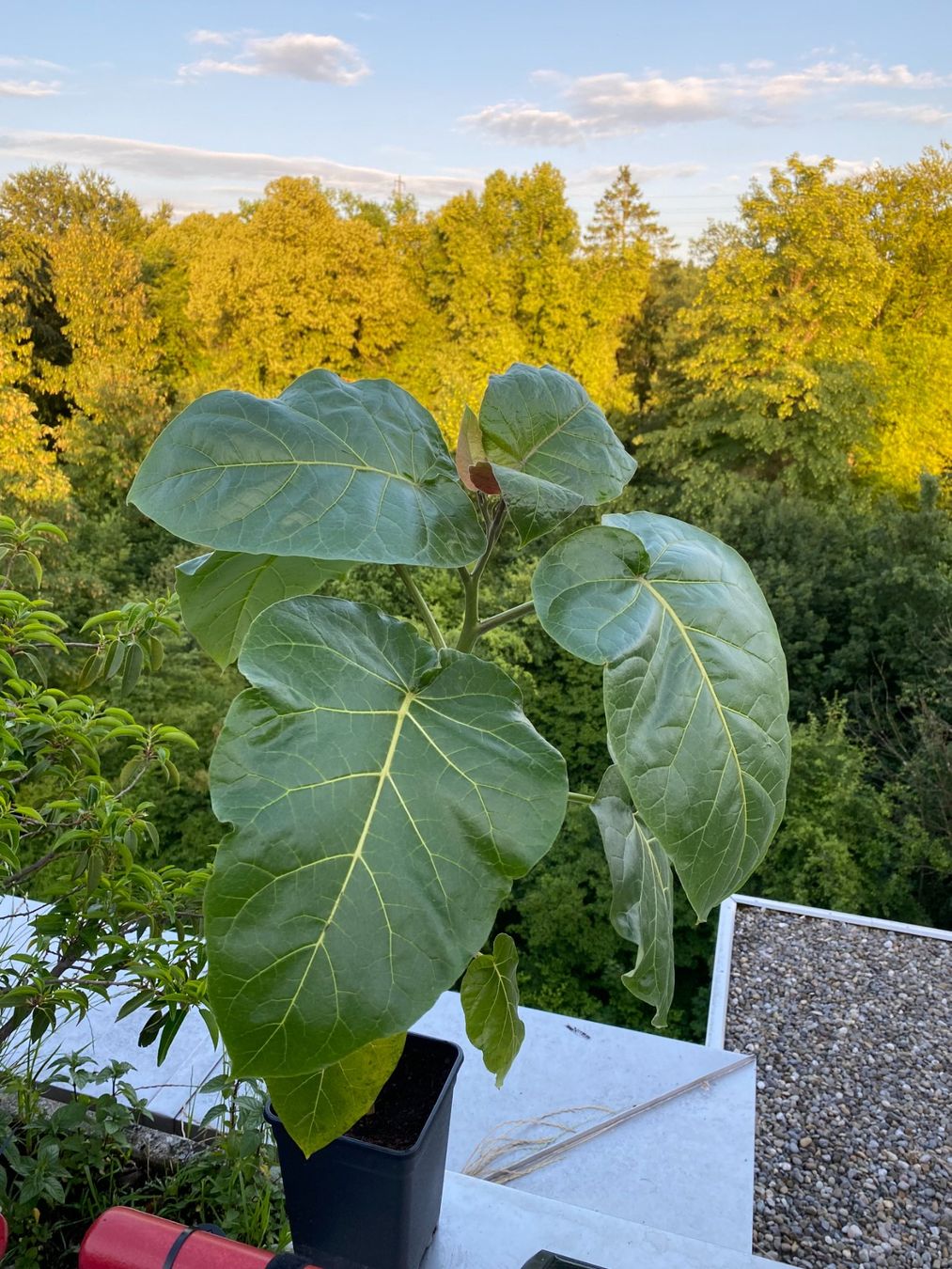 Pflanzen & Samen: Tamarillo Baumtomate ca. 60 cm mit Blüten – Gebraucht aus Emmen von ASFM64 3