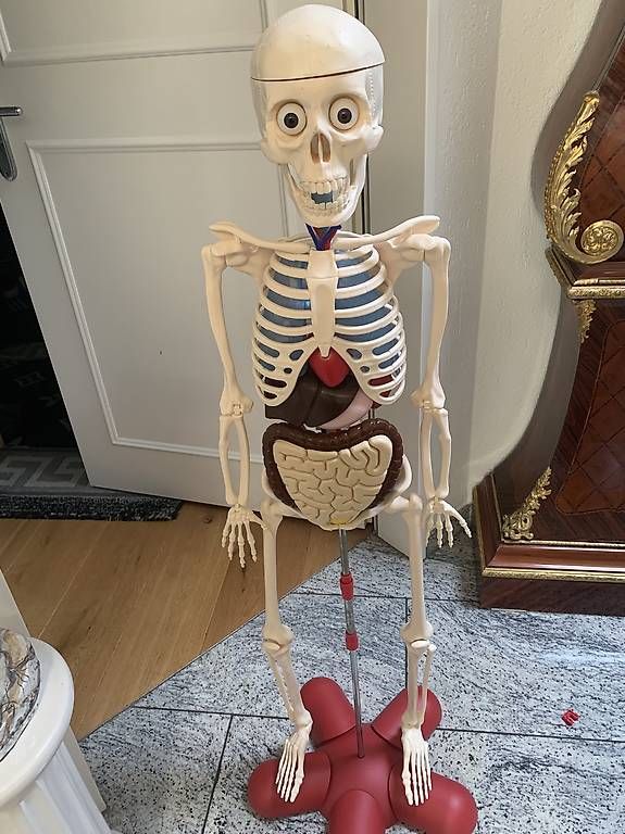 Kit di modellismo & Modellini statici: Älteres detailliertes Anatomie Lehrmodell – Usato da Rothrist venduto da Oddymanliane