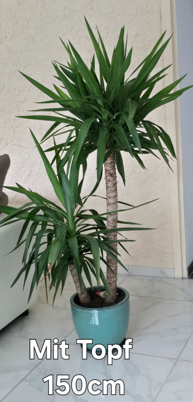 Pflanzen & Samen: Yucca Elephantipes Palme mit Topf! – Gebraucht aus Aarburg von Glitzerschein