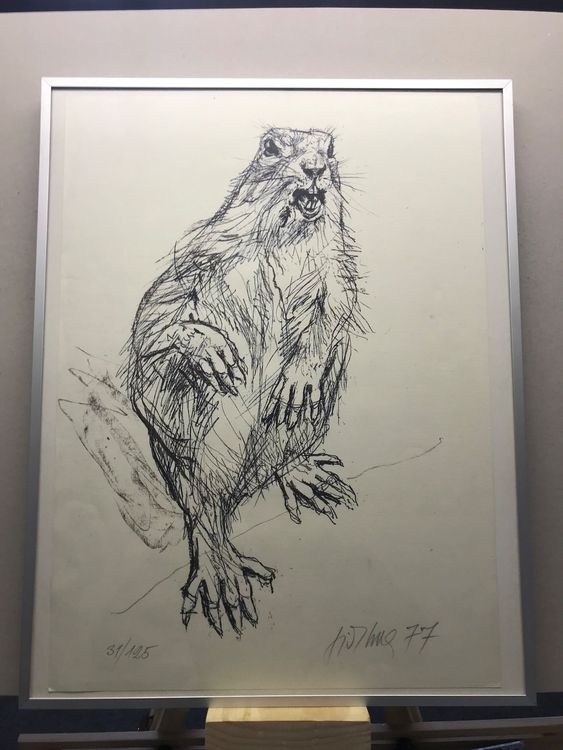 Fritz Hug - Murmeltier (Litho, sign., dat. & numm.) (Gebraucht) in ...