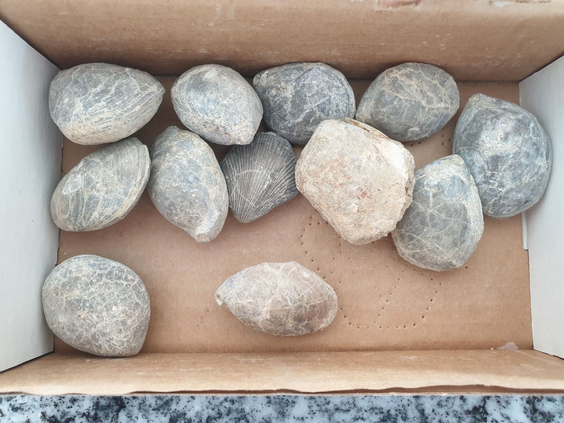 Fossili: Versteinerungen – Usato da Wald ZH venduto da Walder8636 5
