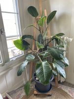 👉 Großer Philodendron 140cm 🌿 5 Jahre alt – gesund