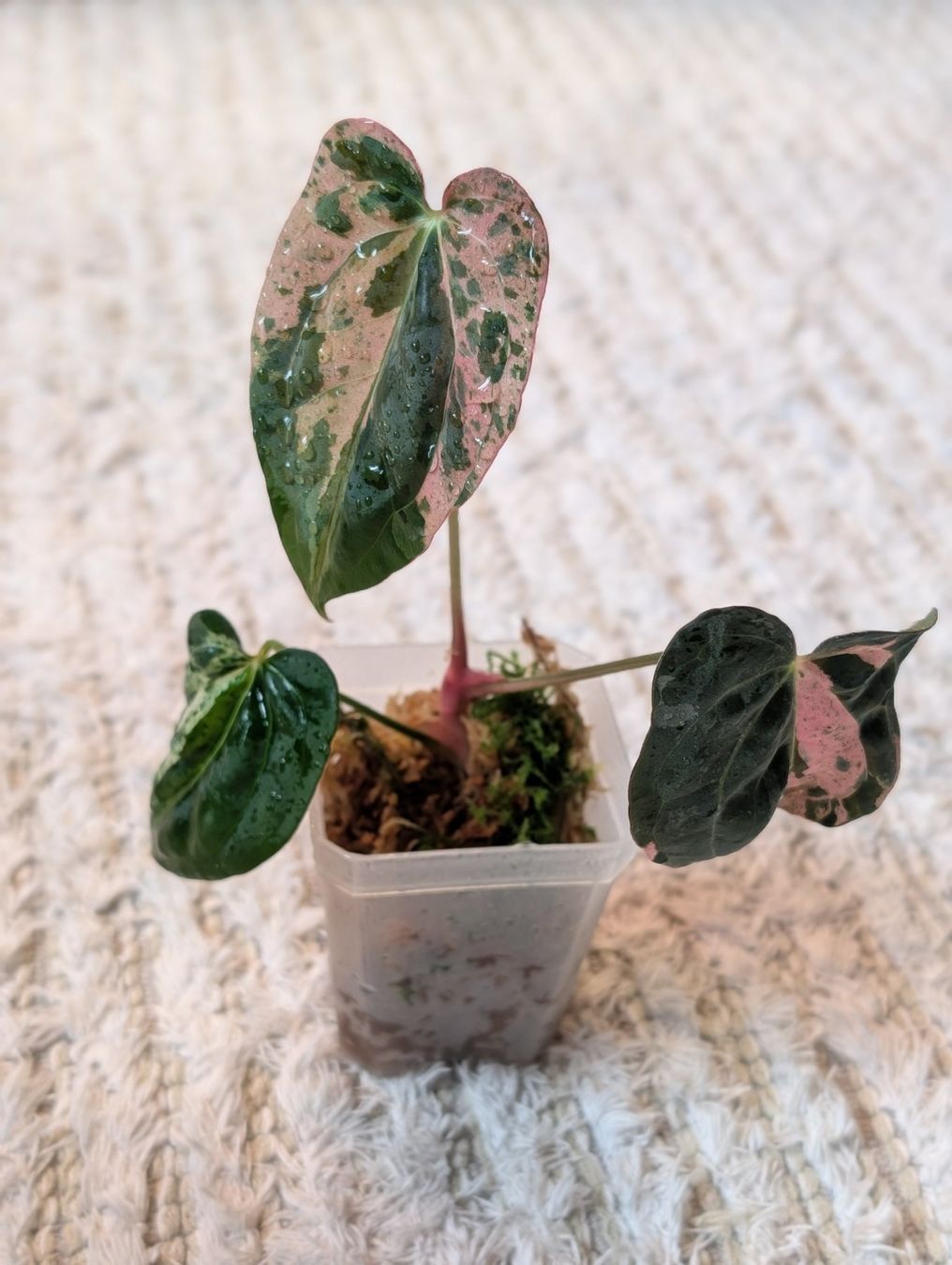 Piante & sementi: Anthurium Hot Barbie Pink Variegata – Nuovo (secondo la descrizione) da Faulensee venduto da plantmama 1