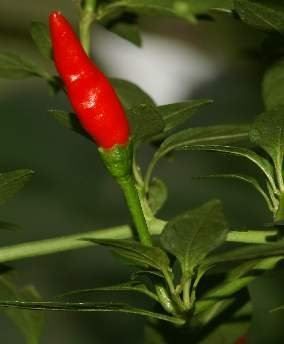 Piante & sementi: Chili Hot Peppers – Nuovo e nell'imballaggio originale da Mels venduto da Biobrocker 1
