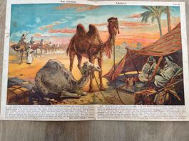 Schüler-Bildertafel Farbdruck 1923 antik Kamele Wüste