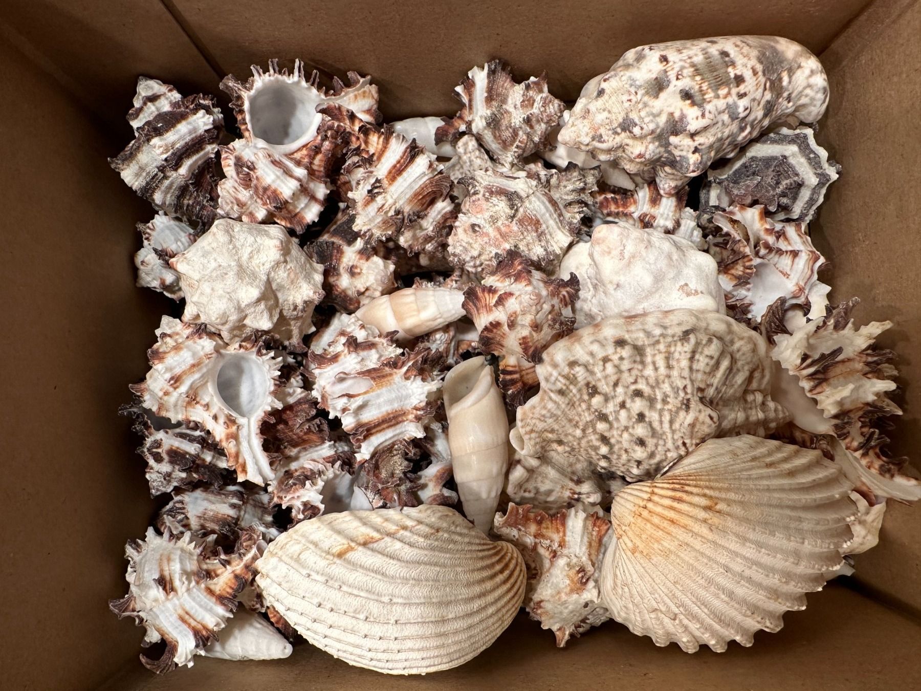 Fossili: Muscheln – Usato da Laupen ZH venduto da Mcafi02 1