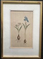 Kupferstich koloriert 1804 Curtis Tafel 746 Zweib. Blaustern