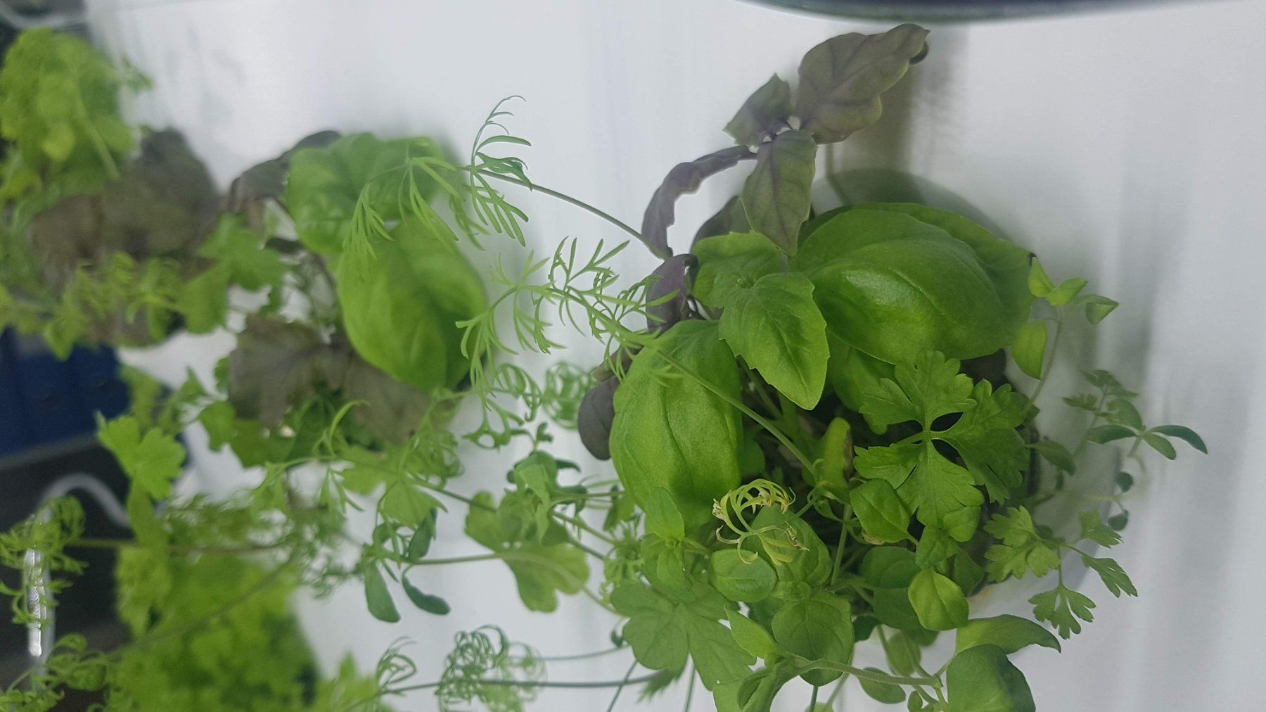 Box contenitori: Indoor Gardening - iHarvest / Hydroponik – Usato da Basel venduto da mar_7pjv 4