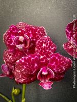 Phalaenopsis ‘Lioulin Wild Cat’ - Burgund-Gefleckte Orchidee