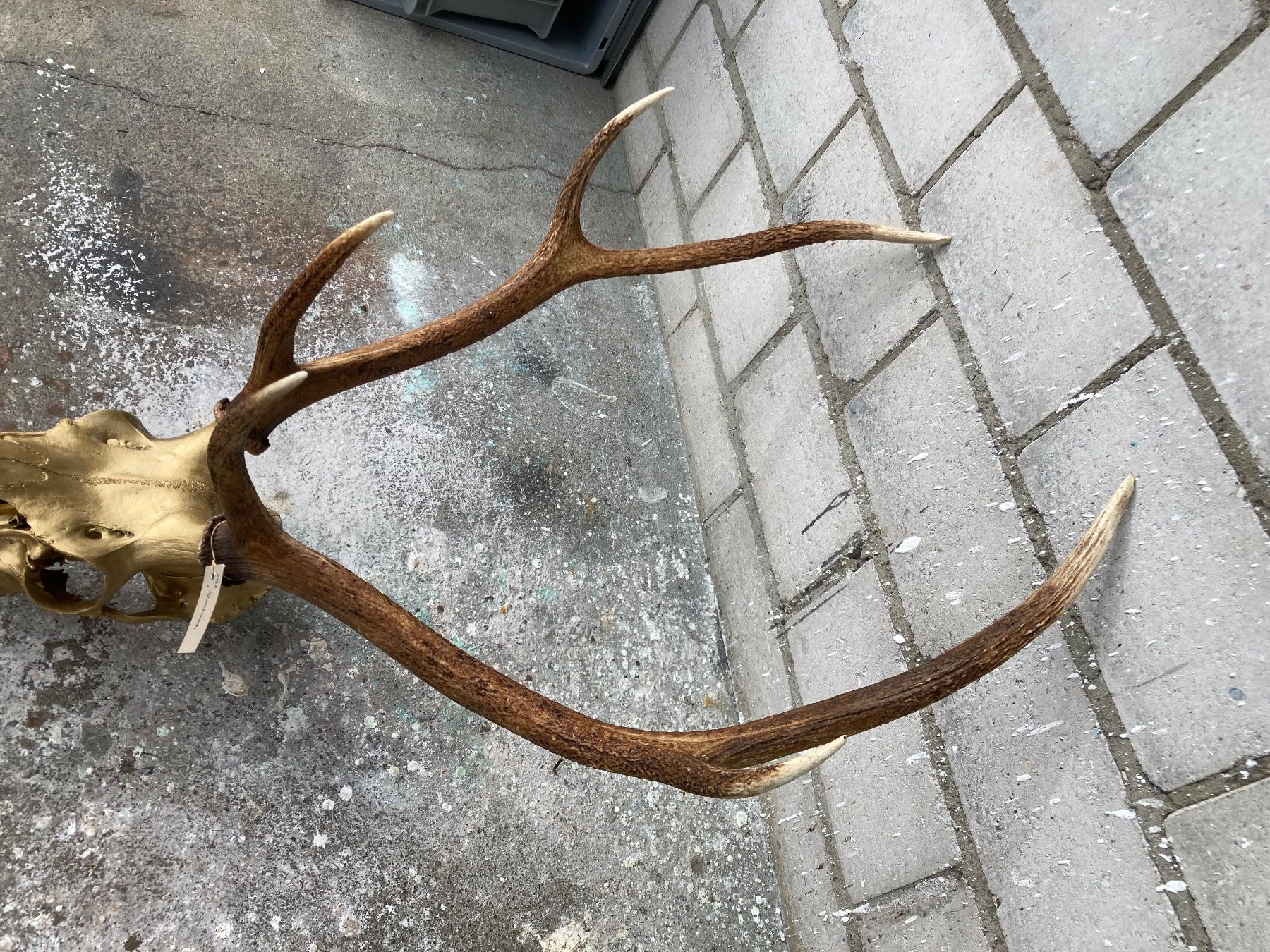 Il mondo degli animali: Rothirsch Trophäe 1 – Usato da Grosswangen venduto da arum01 4