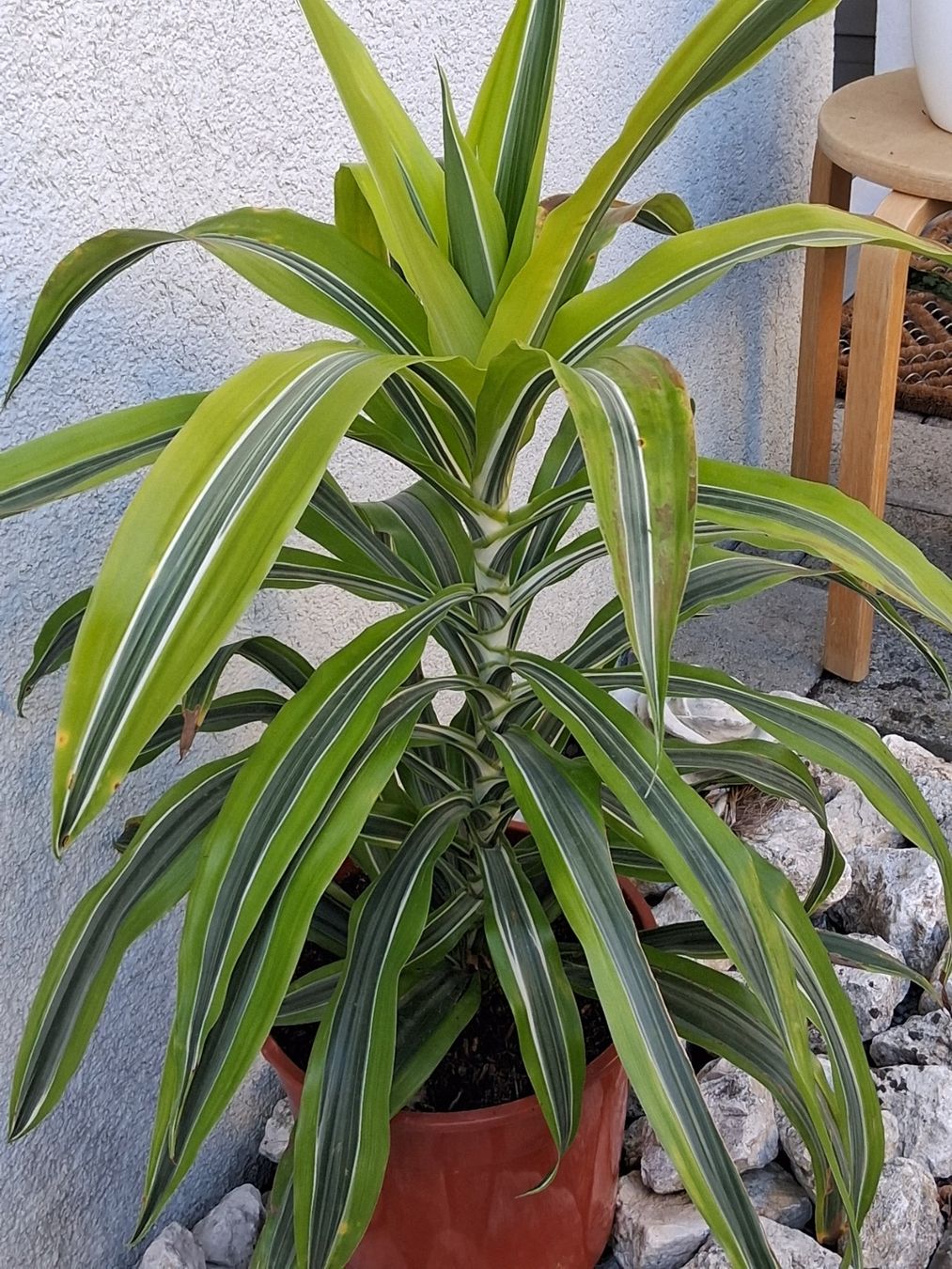 Plantes & graines: Zimmerpflanze – D'occasion à Aarburg par brujil