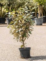 Elaeagnus ebbingei Ölweide 100cm