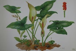 Schulwandbild, Wandbild, Lehrbild "Aronstab" Marta Seitz