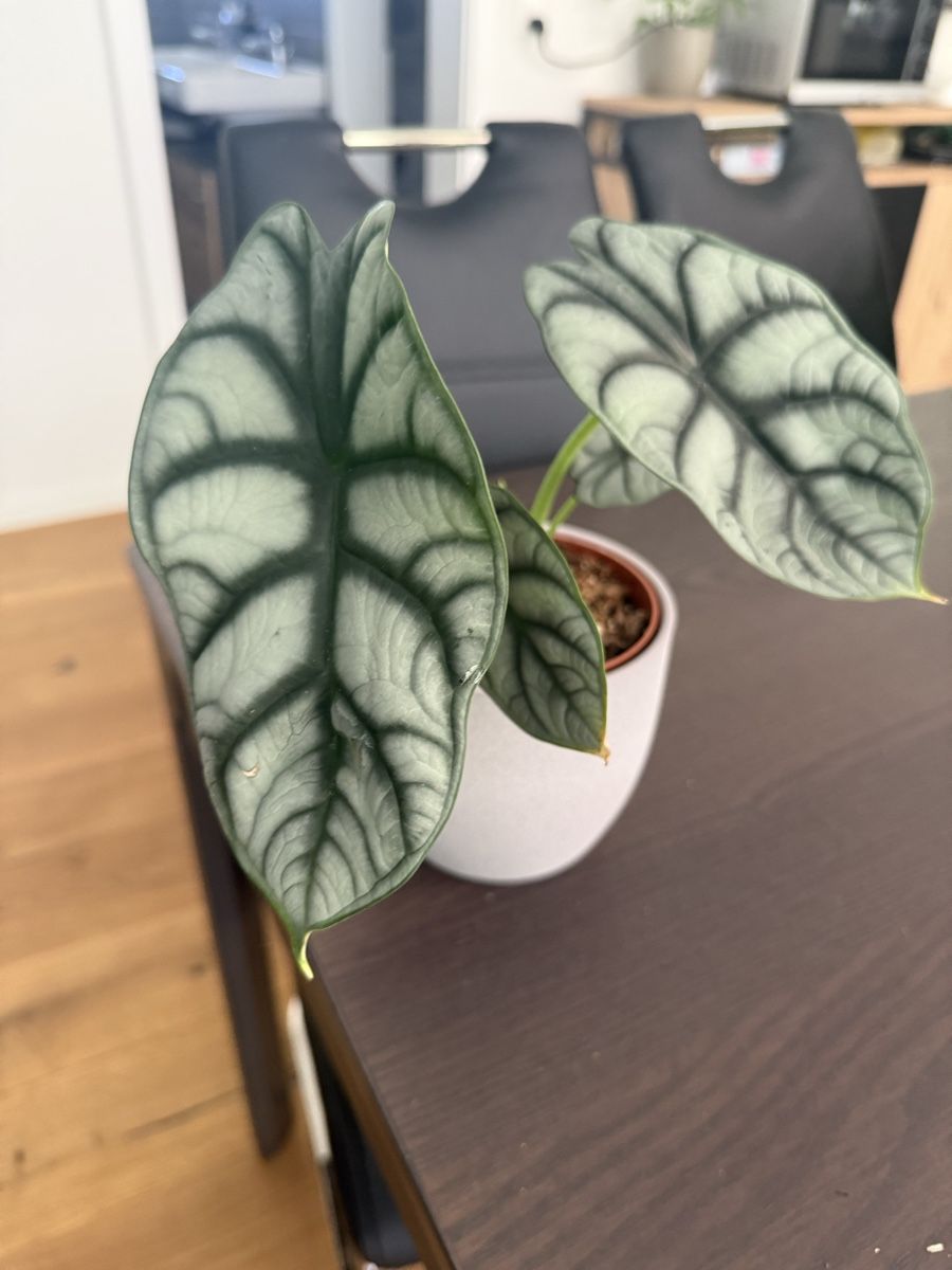 Piante & sementi: Alocasia Silver Dragon Rhizom – Nuovo (secondo la descrizione) da Oftringen venduto da sar_5sgb 1