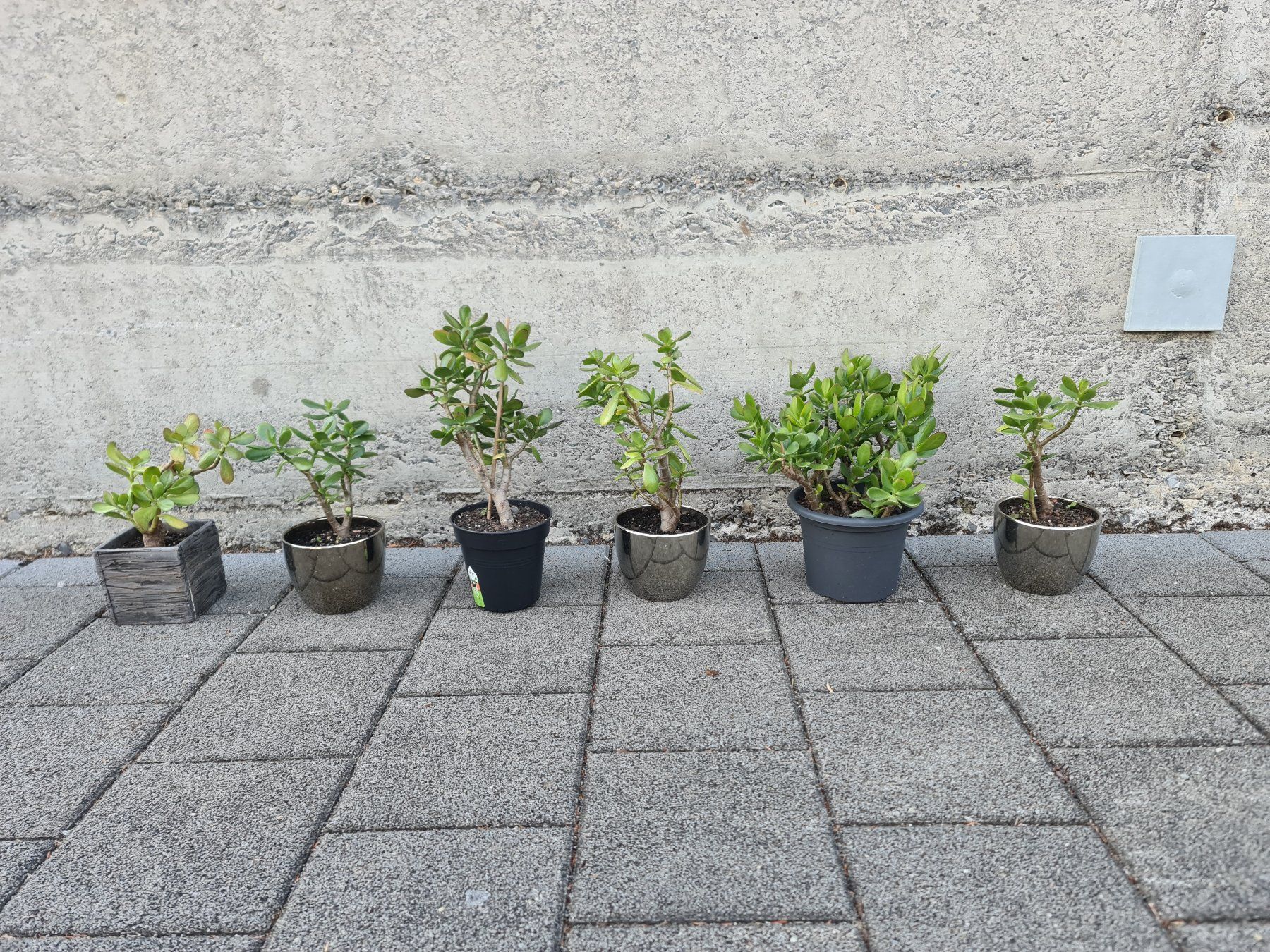 Plantes & graines: Geldbaum Crassula ovata – D'occasion à Ibach par Hfedier