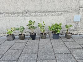 Geldbaum Crassula ovata
