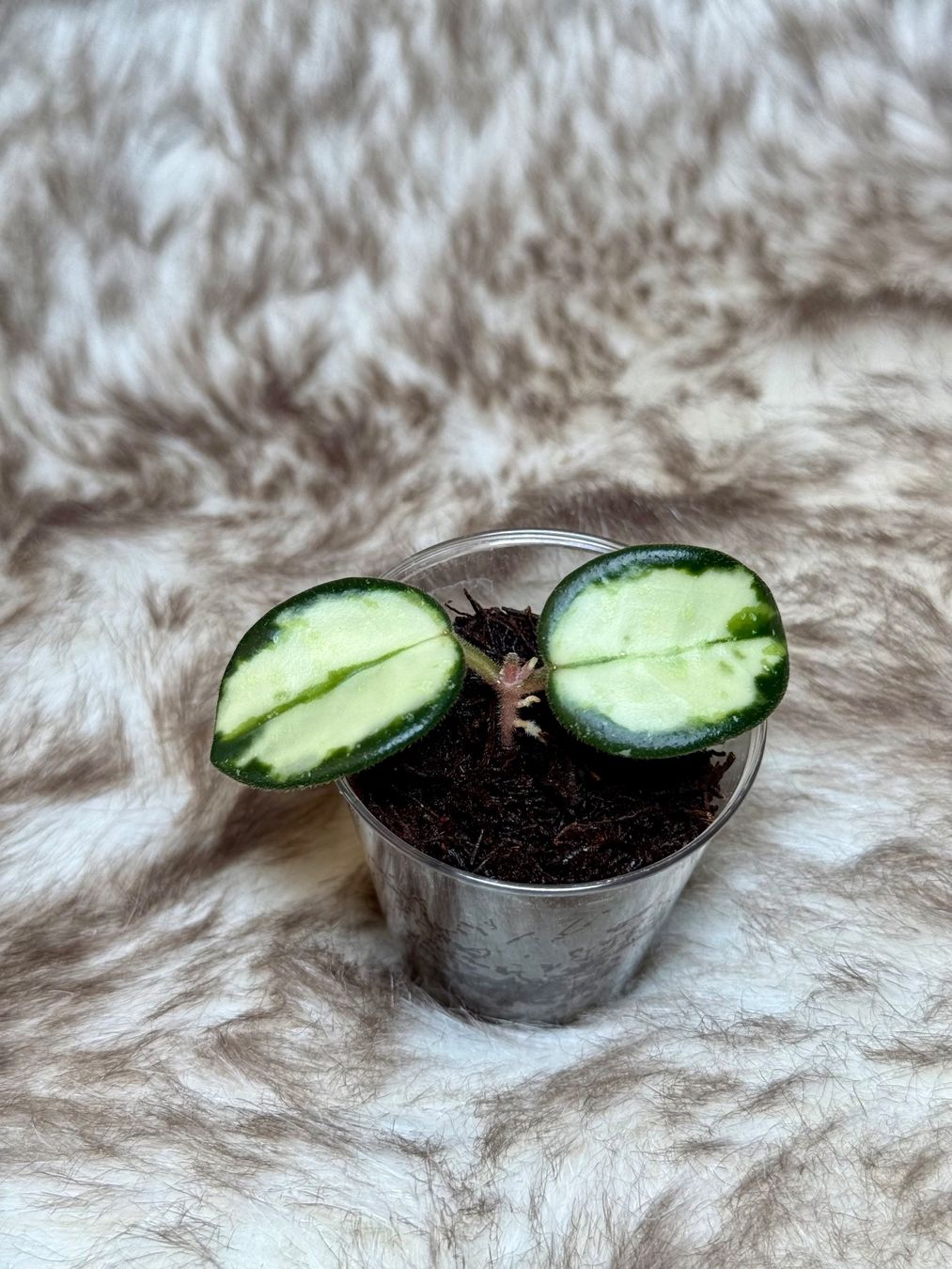 Piante & sementi: Hoya Mathilde variegata 🦄✨ – Nuovo (secondo la descrizione) da Bachenbülach venduto da ilawega