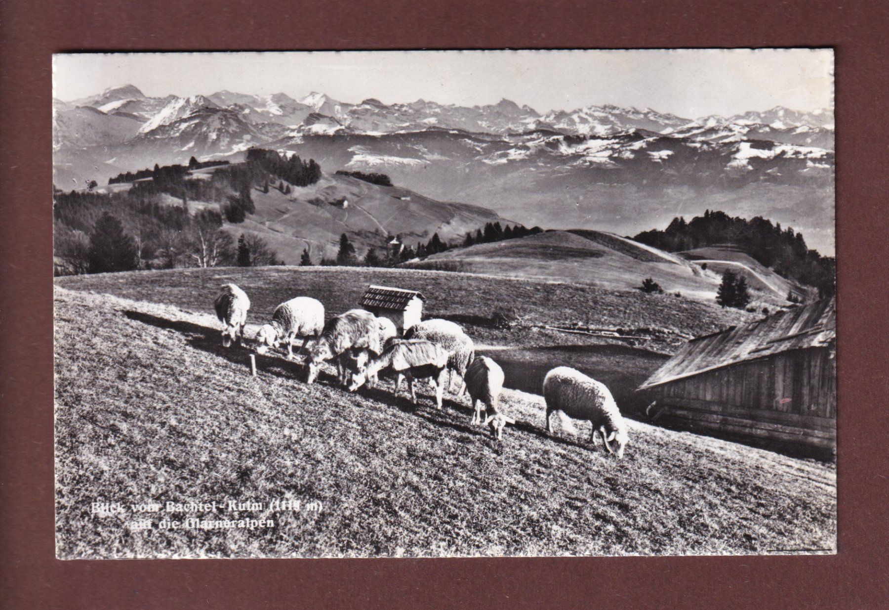 Cartoline postali: BACHTEL-KULM - Schafherde - 1961 – Usato da Pully venduto da nicecards-shop