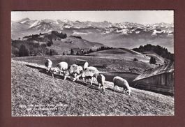 BACHTEL-KULM - Schafherde - 1961