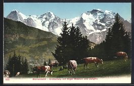 Lauterbrunnen, Grütschalp, Kühe auf de