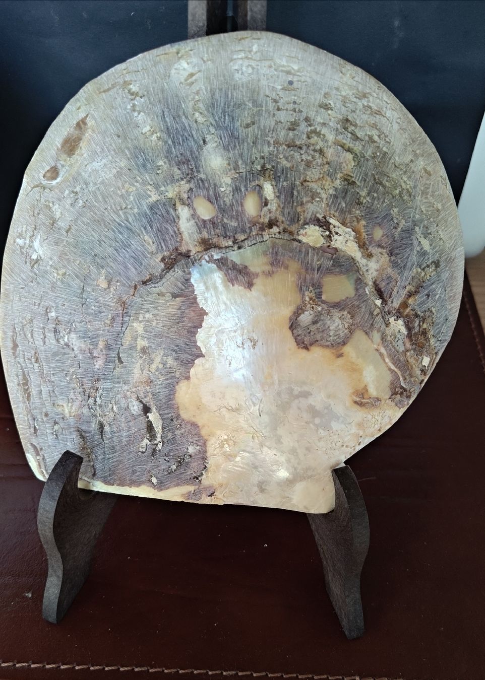 Fossili: Conchiglie di Ostrica Perlifera 2 – Nuovo (secondo la descrizione) da Lugano venduto da fbo_82wg 4