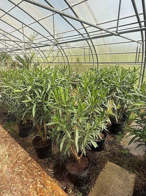Piante & sementi: 140 cm  OLEANDER ROJO C30-15L – Nuovo (secondo la descrizione) da Zuckenriet venduto da Thur_Plant 2
