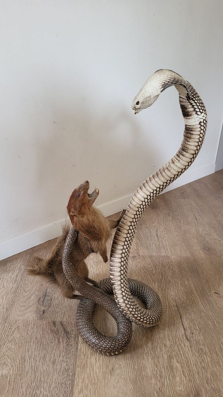 Il mondo degli animali: Combat Mangouste et cobra naturalisés – Usato da Trélex venduto da emm_rz7g 5