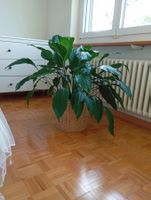 Einblatt Zimmerpflanze Groß