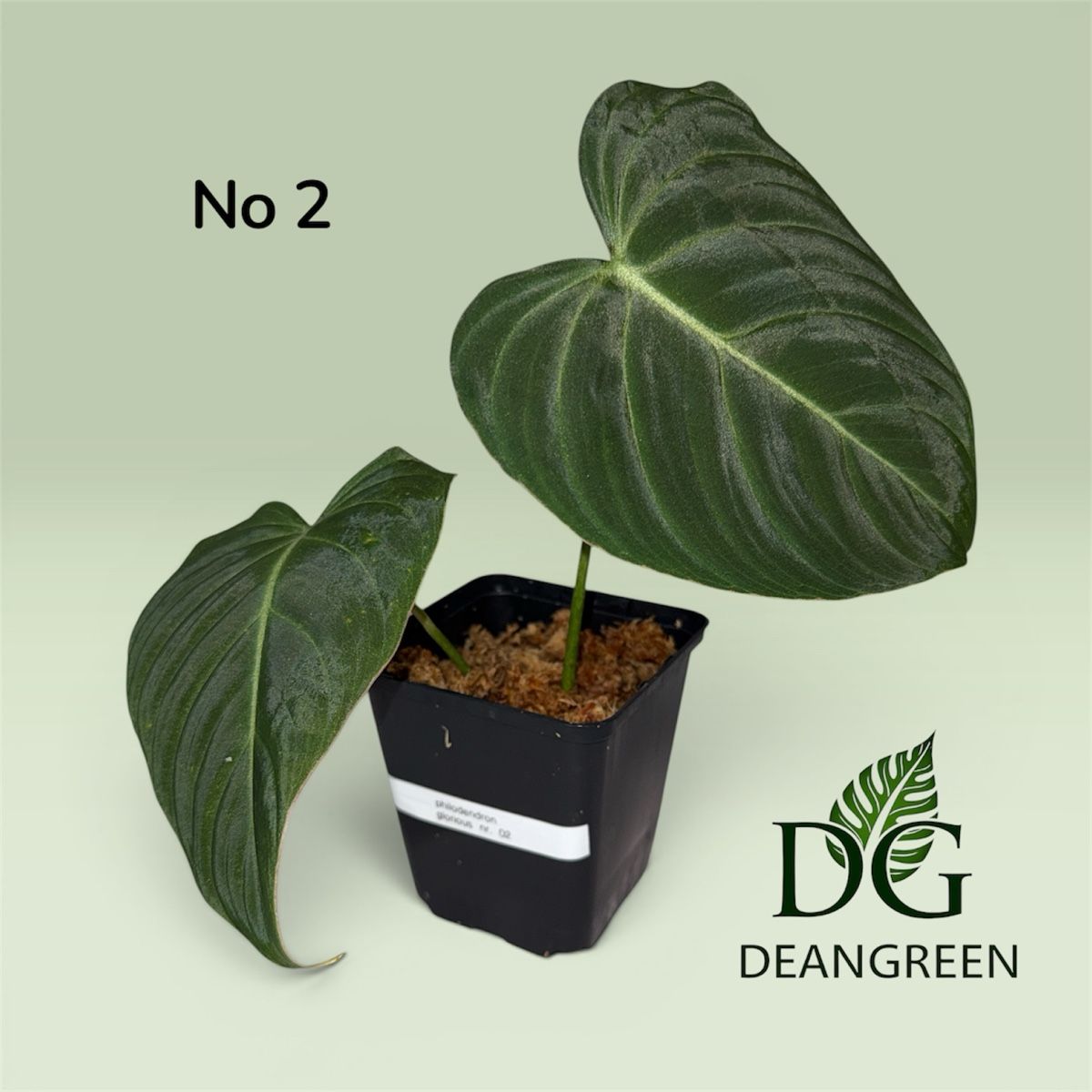 Piante & sementi: Philodendron glorious nr. 02 – Usato da Zürich venduto da DeanGreenZH