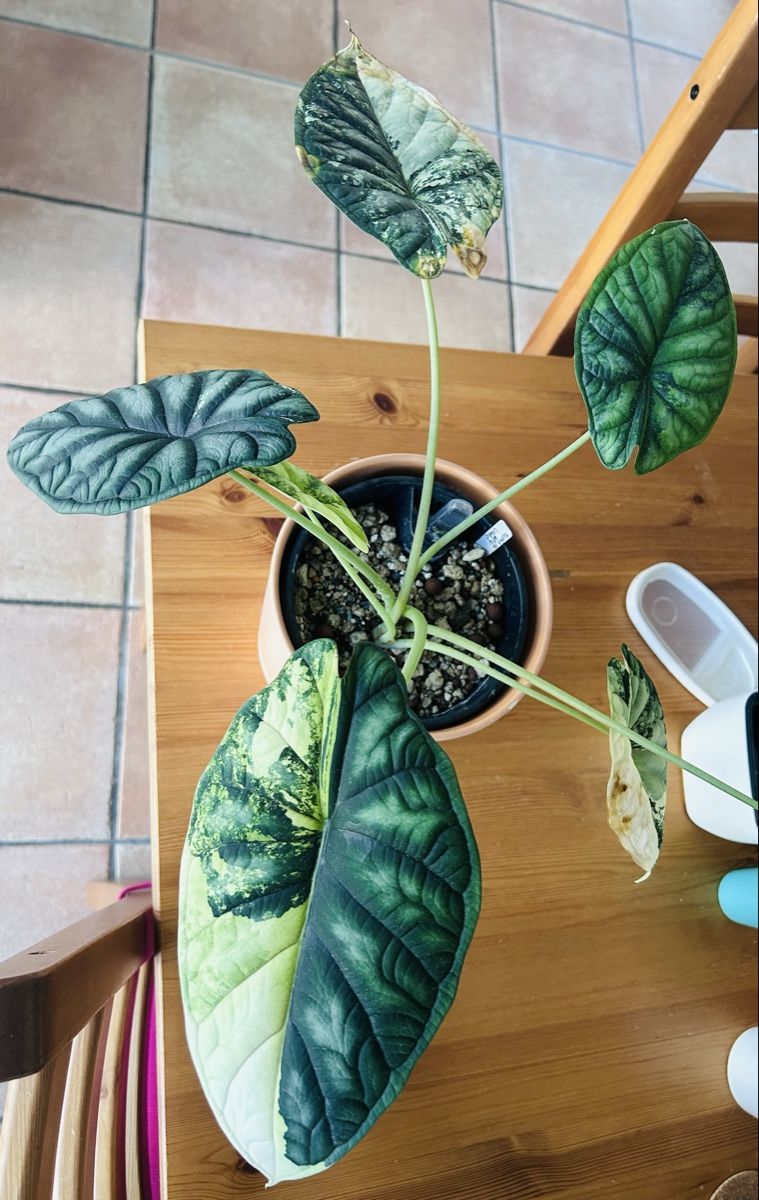 Piante & sementi: Alocasia Dragon Scale variegata Rhizom – Nuovo (secondo la descrizione) da Scherzingen venduto da Elefantenohr.ch