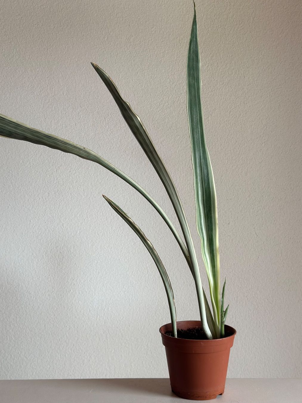 Pflanzen & Samen: Sansevieria trifasciata "metallica" – Gebraucht aus Zürich von ong8 1
