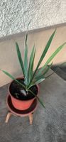 YUCCA Immergrüne & winterharte Garten-Yucca (2 Jahre) 55 cm