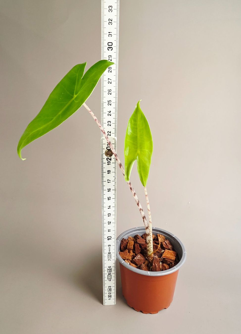 Piante & sementi: Alocasia zebrina #2 – Nuovo (secondo la descrizione) da Gerolfingen venduto da Azora 2