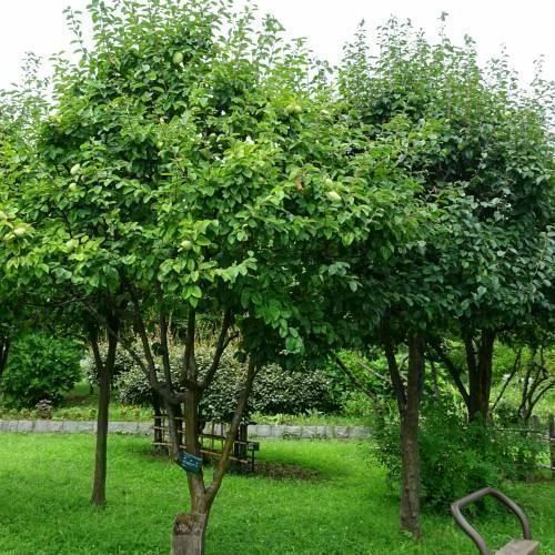 Piante & sementi: Cognassier de Chine  25-30cm   RARE – Nuovo (secondo la descrizione) da Bremblens venduto da FIBONACCI369 1