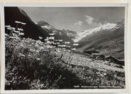 Albert Steiner, St. Moritz - Bergblumen im Fextal