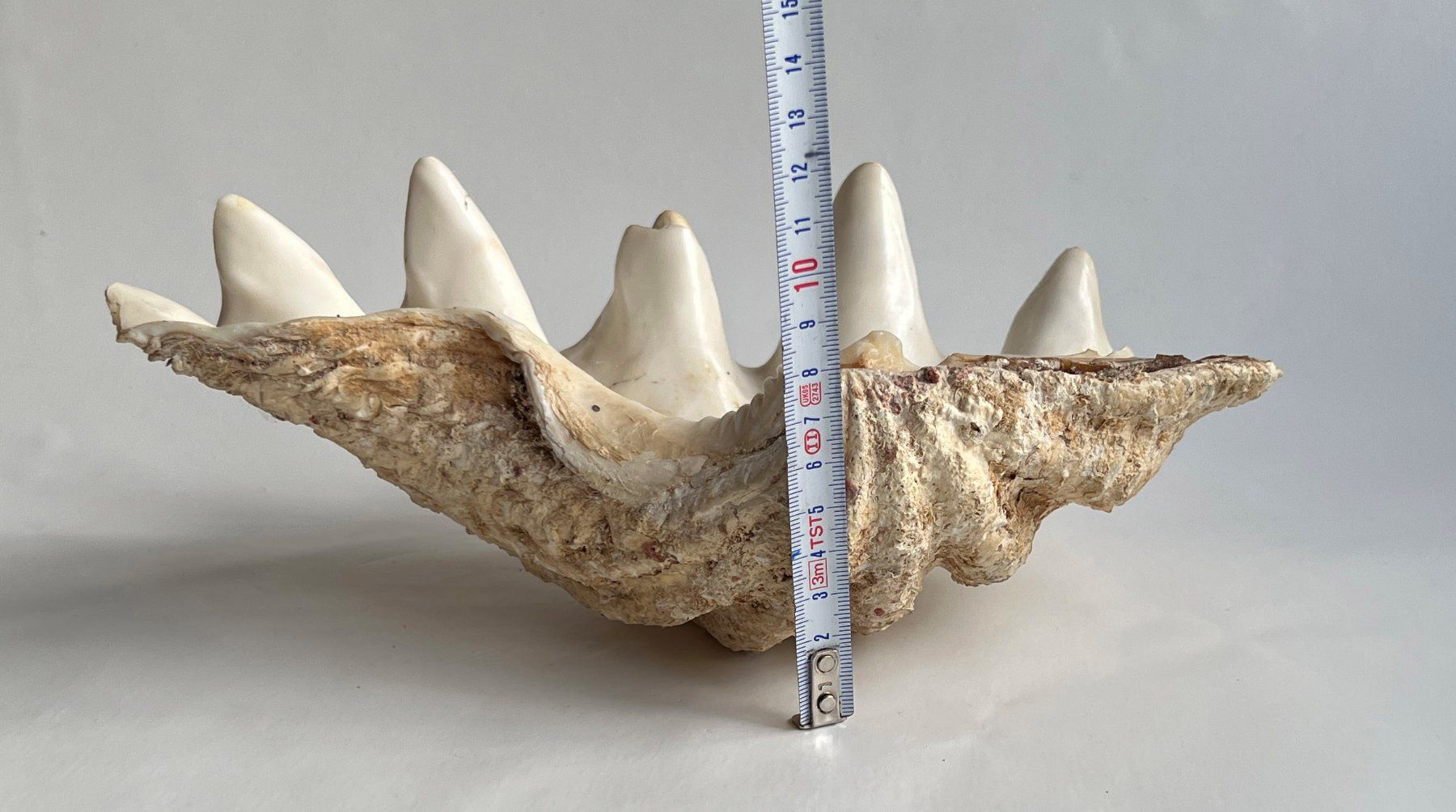Tutte le decorazioni: Grosse natürliche Muschelschale***** – Usato da Dübendorf venduto da Smisbox 5