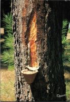 Seltene alte Ansichtskarte Harzgewinnung Baum vintage!