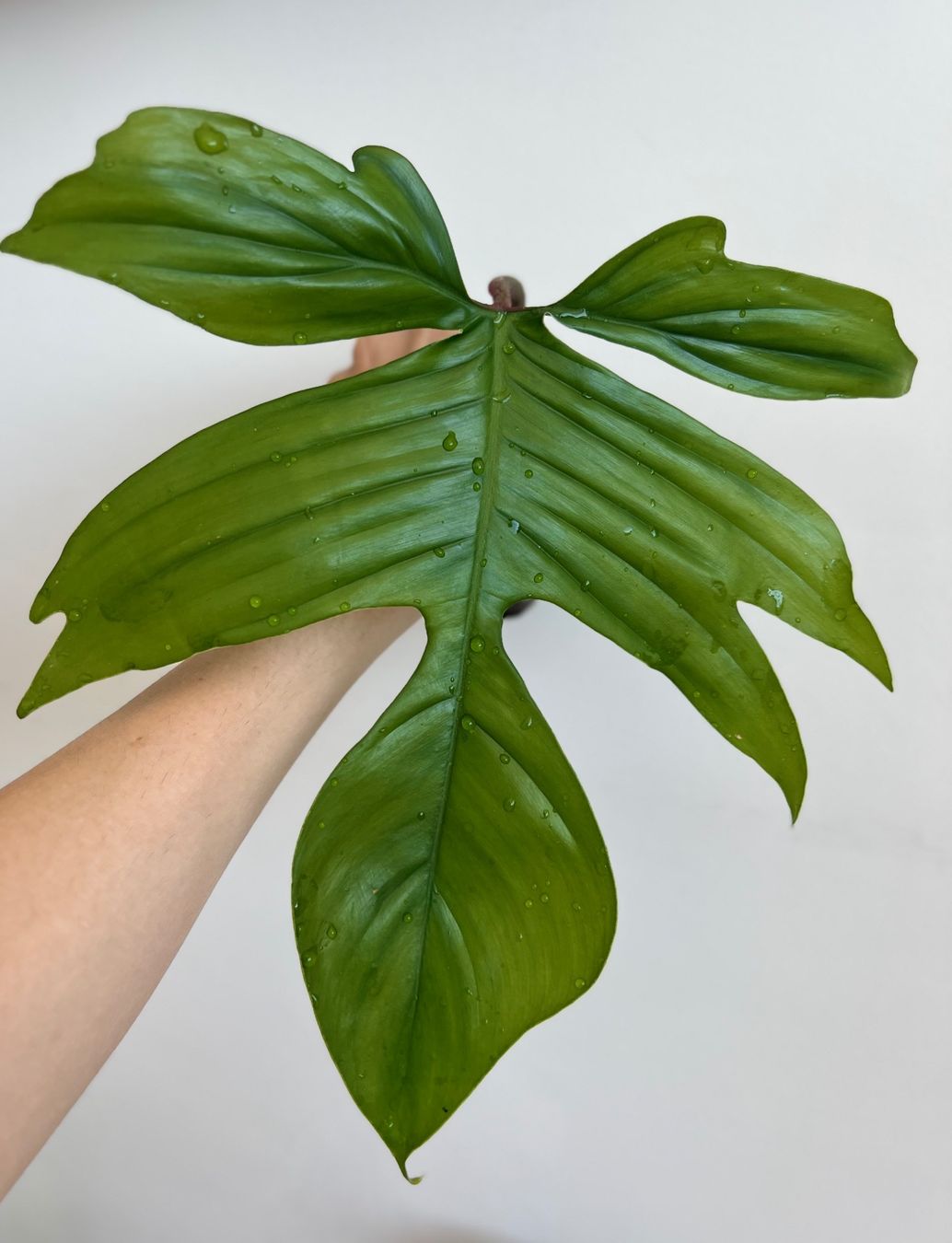 Plantes & graines: Philodendron Florida🤩 – D'occasion à Glattpark(Opfikon) par ste_n99y 6