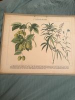 Illustration Botanique Plantes Techniques Houblon Chanvre 