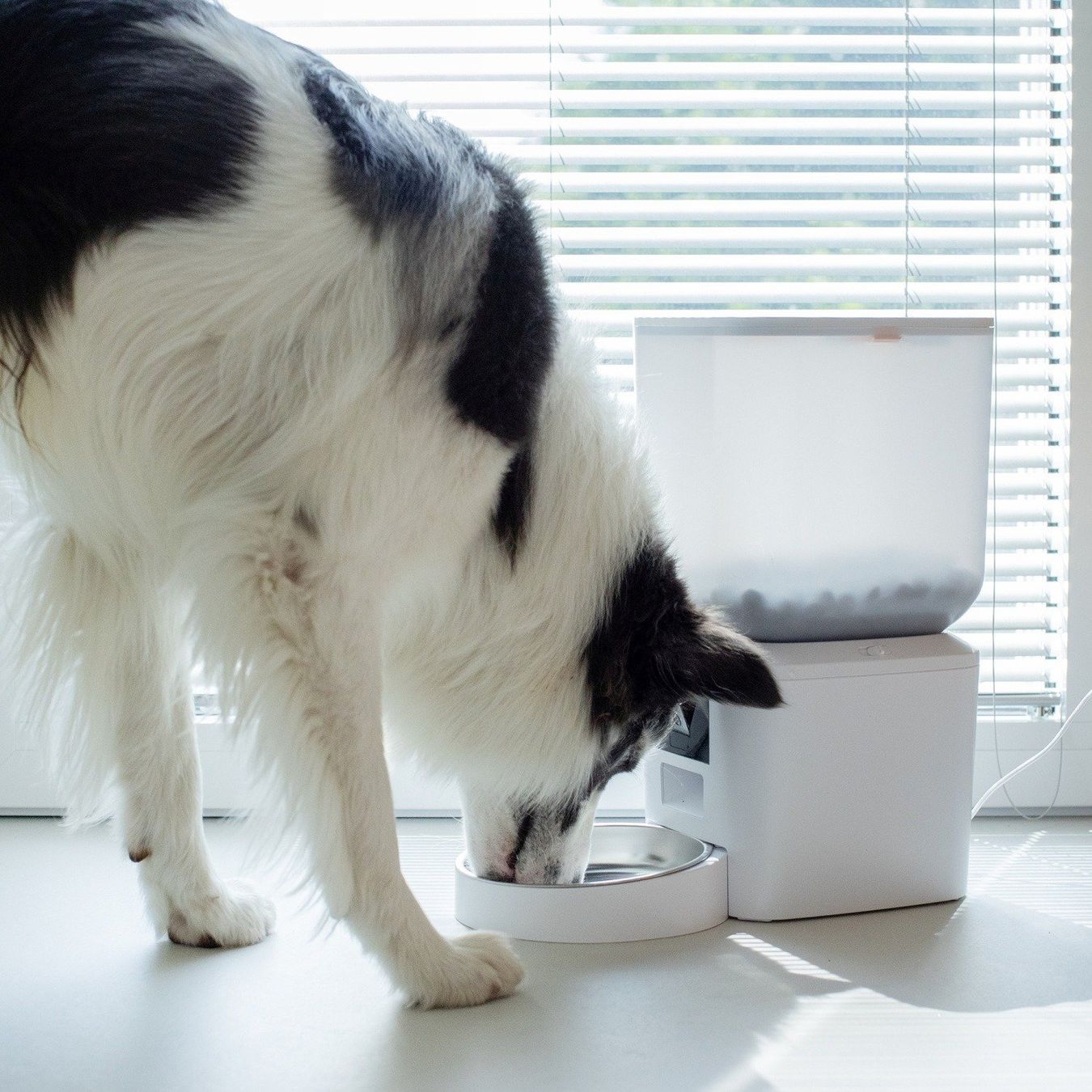 Mangimi: Daewoo Smart Pet Feeder + Camera 7L – Nuovo e nell'imballaggio originale da Hitzkirch venduto da Thali_AG 7