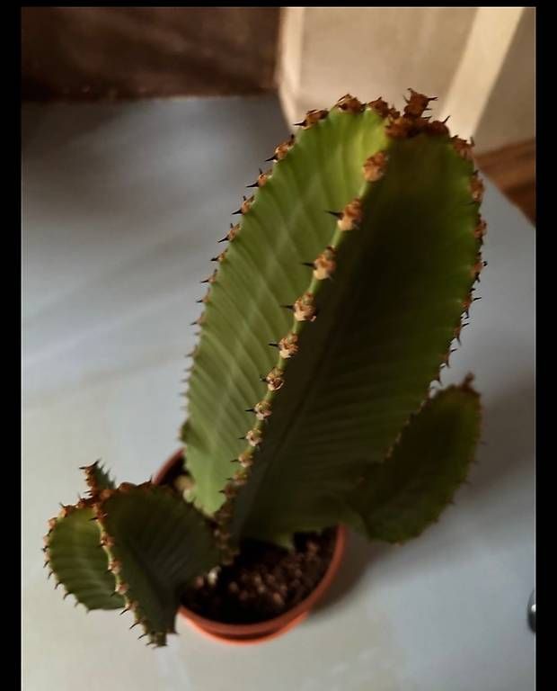 Piante & sementi: Cactus da interni Euphirbia cm 55 – Usato da Muzzano venduto da mhf_zrj6 2