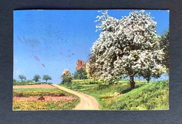 AK Frühlingslandschaft NZG Serie 78 Stempel Zürich