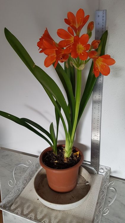 Clivia Blüte orange Zimmer pflanze, Balkonpflanze im Sommer Kaufen
