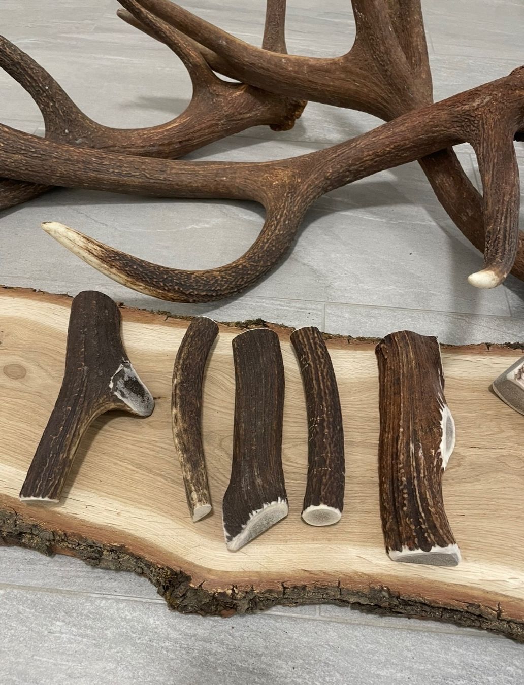 Mangimi: Hirsch Geweih M bois cerf M – Usato da Vuadens venduto da hoc_fd5p