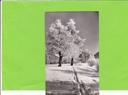 Natur-Winter-Skispuren