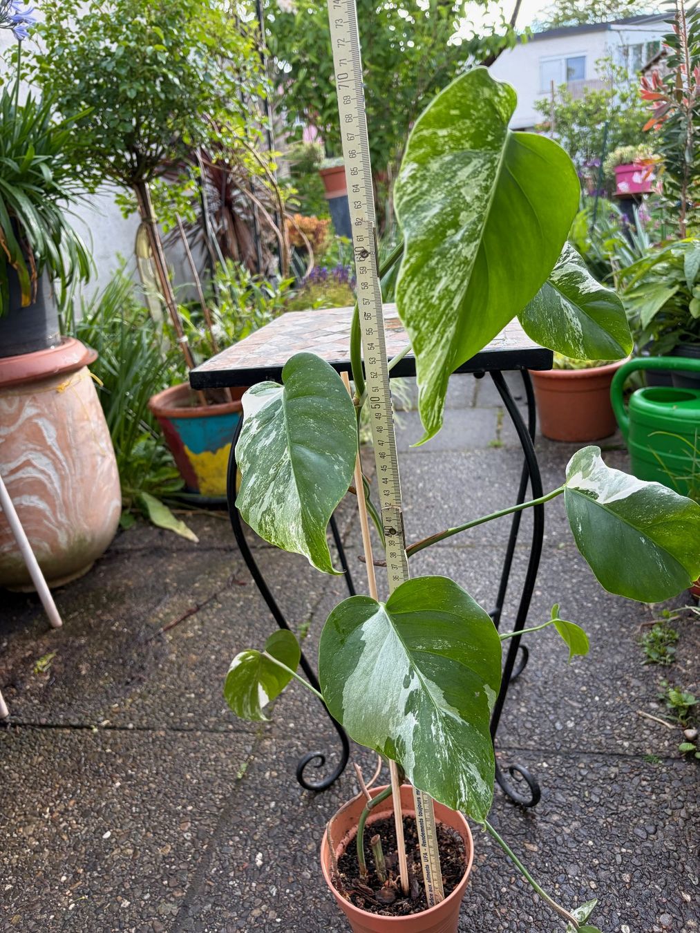 Piante & sementi: Monstera variegata, getopft – Nuovo (secondo la descrizione) da Winterthur venduto da Aniger 2